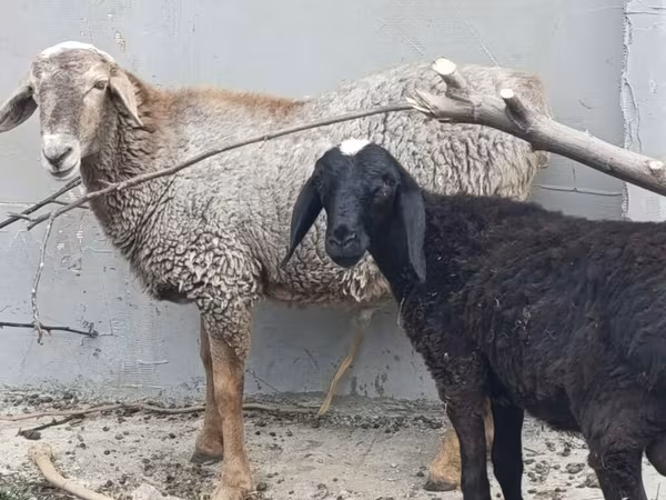 የጎትት አውራ በግ, Sheep