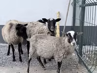 Bélier, Hissar sheep — photo 2