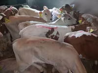 گاو نر, Simmental cattle — عکس 2