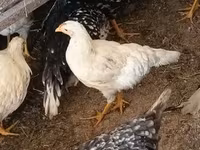 Chickens — รูปภาพ 7