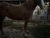 Kısrak, Atlar — foto 1