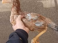 Chickens — photo 1