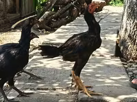 Chickens — foto 4