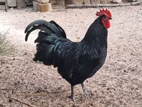 Australorp — foto 3