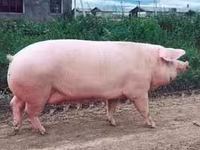 Doofaar lab, Pigs — sawirka 2