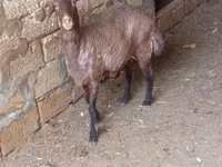 بھیڑ, بھیڑیں — تصویر 4
