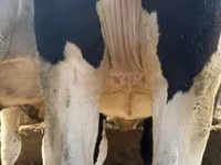 ላም, Holstein breed — ፎቶ 1