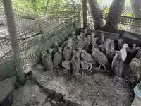 Guinea fowl — الصورة 2