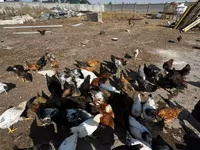 Chickens — φωτογραφία 2