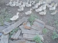 Německý pekin — foto 1