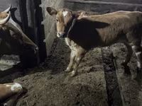 Ng'ombe jike, Swiss cattle — picha 2