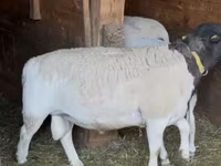 نعجة, Dorper sheep — الصورة 3