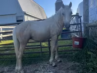 公马, Palomino — 照片 2
