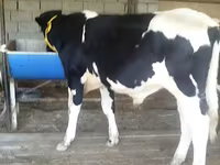 گاو نر, Simmental cattle — عکس 2