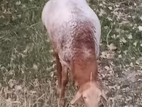 Beran, Hissar sheep — foto 4