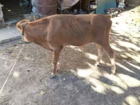 گاو ماده, گاو — عکس 1