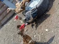 Ducks — عکس 4