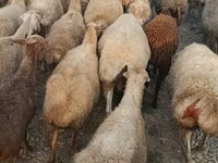 Domba betina, Sheep — foto 1