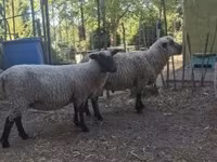 Vædder, Shroshire sheep — foto 4