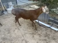 Montone, Arashan sheep — foto 3