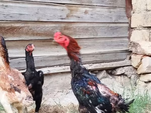 Šamo kokoši