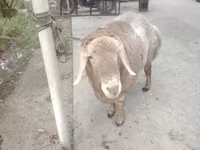 Πρόβατα (παρτίδα, φύλο μη καθορισμένο), Arashan sheep — φωτογραφία 7