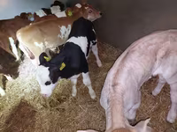 Lembu jantan, Simmental cattle — foto 1