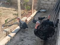 Turkeys — foto 1