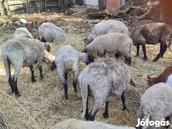 Pecore (lotto, sesso non specificato), Cameroon sheep