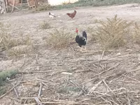 Chickens — sawirka 6