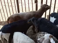 Biri-biri betina, Sheep — foto 2