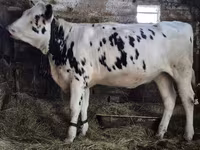 Lembu betina, Russian Black pied cattle — foto 1
