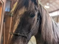 حصان, Palomino — الصورة 4