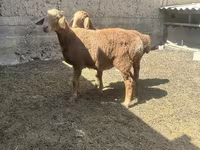 Berbec, Arashan sheep — foto 2