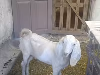 Jarac, Beetal goats — fotografija 6