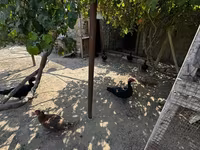 Ducks — عکس 2
