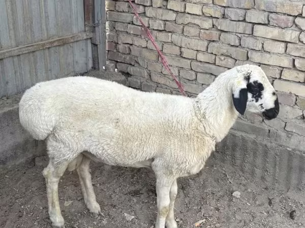قوچ, Suffolk sheep