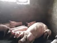 मादा सूअर, सूअर — फ़ोटो 1