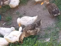 Ducks — zdjęcie 1