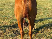 公马, Quarter Horse — 照片 4