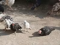 Turkeys — عکس 3