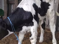 Byk, Russian Black pied cattle — zdjęcie 2