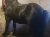 Cavallo, Cavalli — foto 1
