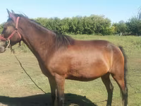 Азаргагүй морь, Horse breed — 3 зураг
