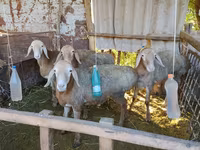 Beran, Arashan sheep — foto 2