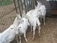 Chèvre, Saanen goat — photo 1