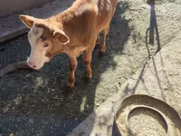 گاو و گوساله (گروه، جنسیت مشخص نشده), Simmental cattle — عکس 1