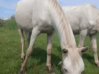 Faras, Akhal-Teke — sawirka 5