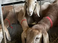 Får, Arashan sheep — foto 7