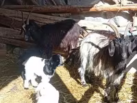 Ri’ dhaddig, Goats — sawirka 1